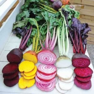 چقندر beetroot beta vulgaris चुकंदर