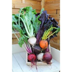 چقندر beetroot beta vulgaris चुकंदर