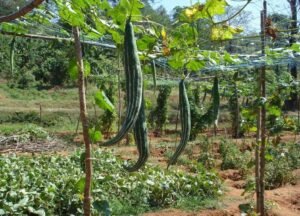 چچینڈا Snake gourd Trichosanthes cucumerina चिचिण्डा