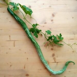 چچینڈا Snake gourd Trichosanthes cucumerina चिचिण्डा