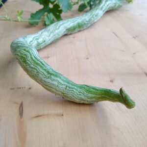 چچینڈا Snake gourd Trichosanthes cucumerina चिचिण्डा