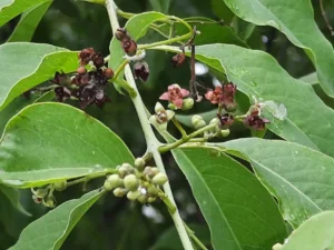 صندل Sandalwood Santalum album चंदन