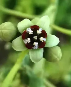 صندل Sandalwood Santalum album चंदन