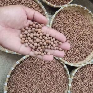 صندل Sandalwood Santalum album चंदन