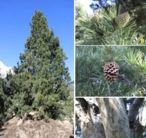 چلغوزہ Pine Nut Pinus gerardiana चिलगोजा
