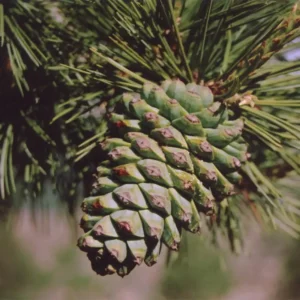 چلغوزہ Pine Nut Pinus gerardiana चिलगोजा