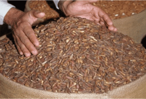 چلغوزہ Pine Nut Pinus gerardiana चिलगोजा