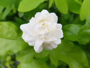 چمبیلی jasmine jasminum मोगरा
