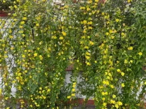 چمبیلی jasmine jasminum मोगरा