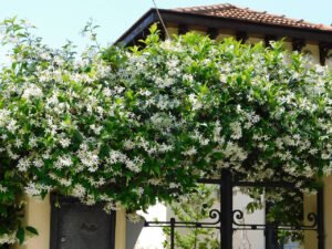 چمبیلی jasmine jasminum मोगरा