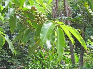 چمپکا Champaca Magnolia champaca स्वर्ण चंपा