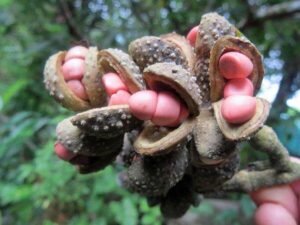 چمپکا Champaca Magnolia champaca स्वर्ण चंपा