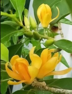 چمپکا Champaca Magnolia champaca स्वर्ण चंपा