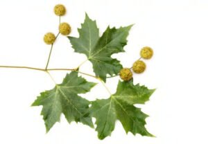 چنار Plane tree Platanus orientalis चिनार