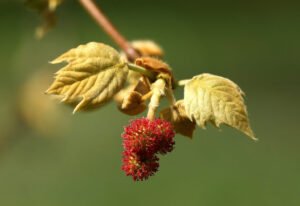 چنار Plane tree Platanus orientalis चिनार