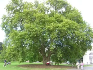 چنار Plane tree Platanus orientalis चिनार