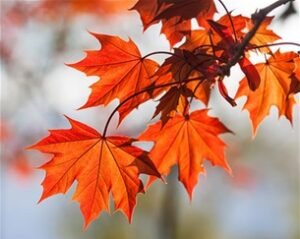 چنار Plane tree Platanus orientalis चिनार
