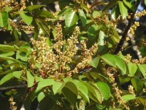 چندرس Black Dammar Raal Dhup Canarium strictum Roxb चन्द्रस