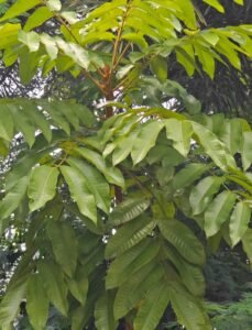 چندرس Black Dammar Raal Dhup Canarium strictum Roxb चन्द्रस