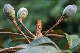 چندرس Black Dammar Raal Dhup Canarium strictum Roxb चन्द्रस