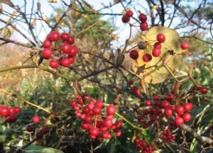 چوب چینی China Root Smilax china चोब चीनी