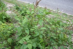 چولائی Slender amaranth Amaranthus viridis चौलई