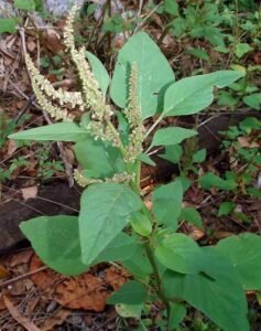 چولائی Slender amaranth Amaranthus viridis चौलई