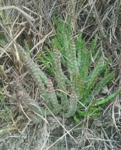 چونگ Caralluma Fimbriata caralluma tuberculata चूंग