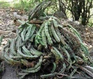 چونگ Caralluma Fimbriata caralluma tuberculata चूंग