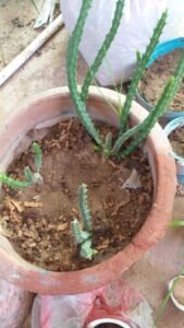 چونگ Caralluma Fimbriata caralluma tuberculata चूंग