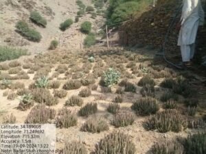 چونگ Caralluma Fimbriata caralluma tuberculata चूंग