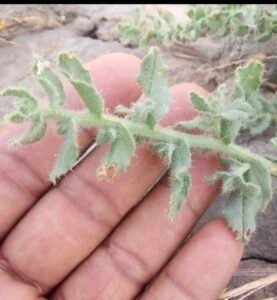 چوہا کنی Ipomoea reniformis Merremia emarginata मूषककानी