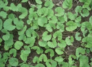 چوہا کنی Ipomoea reniformis Merremia emarginata मूषककानी