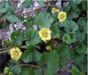 چوہا کنی Ipomoea reniformis Merremia emarginata मूषककानी