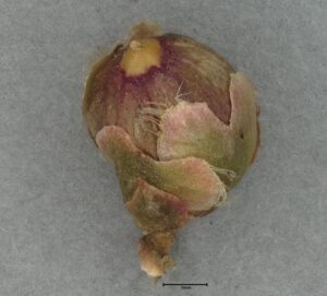 چوہا کنی Ipomoea reniformis Merremia emarginata मूषककानी