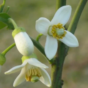 چکوترہ Pomelo Citrus maxima चकोतरा