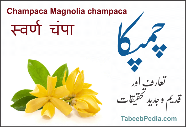 چمپا / چمپکا  رابیل