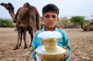 اونٹنی کا دودھ Camel milk Camelus dromedarius ऊँटनी का दूध