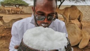 اونٹنی کا دودھ Camel milk Camelus dromedarius ऊँटनी का दूध