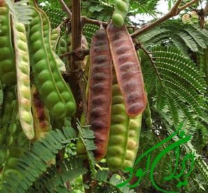 جنڈ کھیجڑی شمی Persian Mesquite Prosopis cineraria खेजड़ी
