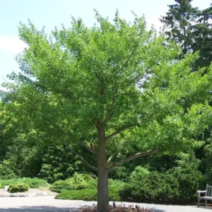 جنکو بائیلوبا Maidenhair Tree Ginkgo biloba जिन्कगो