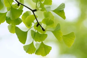 جنکو بائیلوبا Maidenhair Tree Ginkgo biloba जिन्कगो