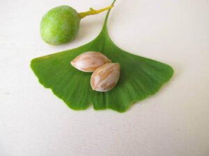 جنکو بائیلوبا Maidenhair Tree Ginkgo biloba जिन्कगो