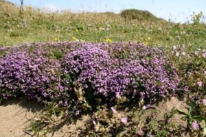 حاشا پہاڑی اجوائن Wild thyme Breckland Thyme Thymus serpyllum अजवायन के फूल