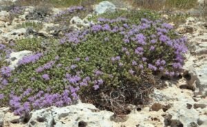 حاشا پہاڑی اجوائن Wild thyme Breckland Thyme Thymus serpyllum अजवायन के फूल