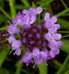 حاشا پہاڑی اجوائن Wild thyme Breckland Thyme Thymus serpyllum अजवायन के फूल