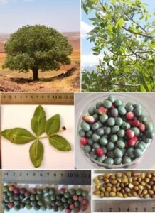 حب البطم Pistacia mutica Pistacia atlantica जंगली पिस्ता