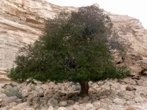 حب البطم Pistacia mutica Pistacia atlantica जंगली पिस्ता