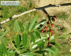 حب البطم Pistacia mutica Pistacia atlantica जंगली पिस्ता