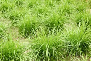 حب العزیز حب الزلم Tiger nut, Earth almond, Chufa, Cyperus esculentus चूफा